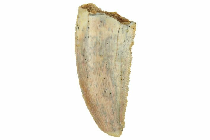 Serrated, Raptor Tooth - Real Dinosaur Tooth #228807